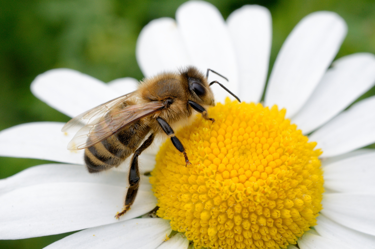 Bee on flower